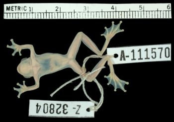 Media type: image;   Herpetology A-111570 Aspect: ventral